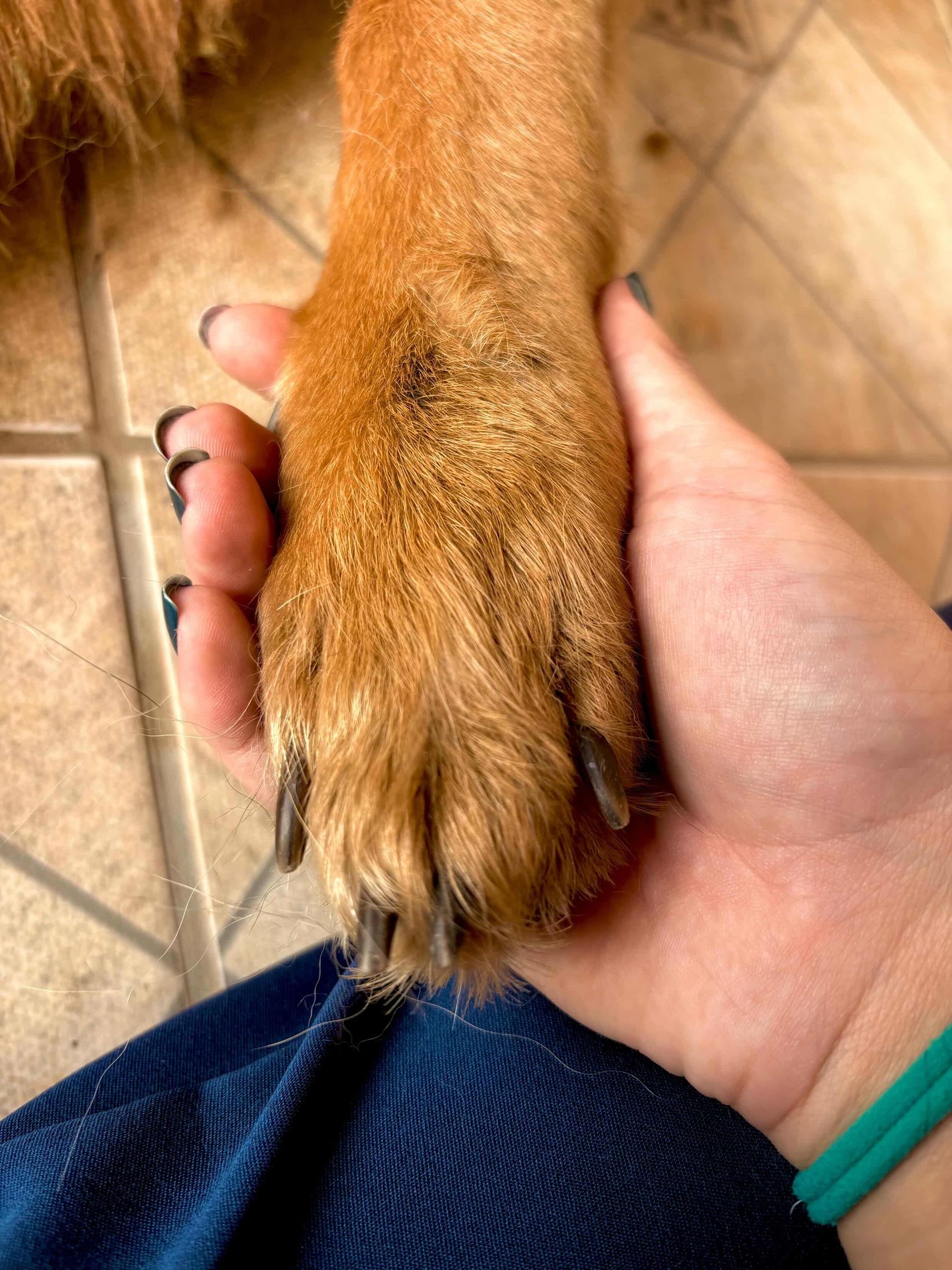 Pata de cachorro apoiada na mão do tutor